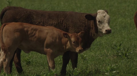 Mother And Baby Cow Standing In Field Together