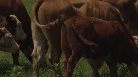 Slow Motion Cow Tails Wagging