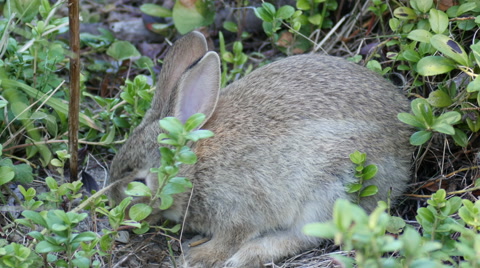 A Rabbit Eating Vegetation, 4K