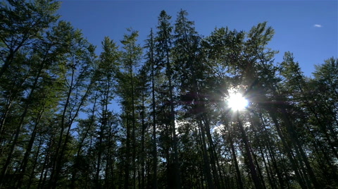 Sun Shining Through Spruce Forest