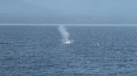 Humpback Whale