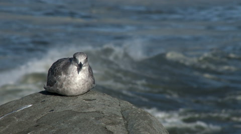 Gull On Rock With Crashing Waves, 4K, UHD