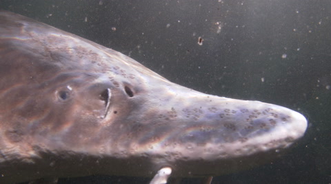 Sturgeon, Fish, White Sturgeon, Prehistoric, 4K, UHD