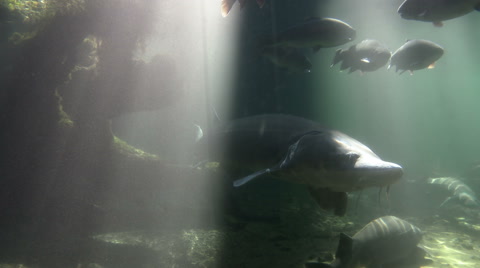 Sturgeon, Fish, White Sturgeon, Prehistoric, 4K, UHD