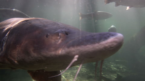 Sturgeon, Fish, White Sturgeon, Prehistoric, 4K, UHD