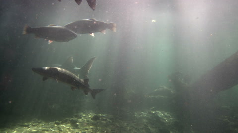 White Sturgeon A Prehistoric Fish