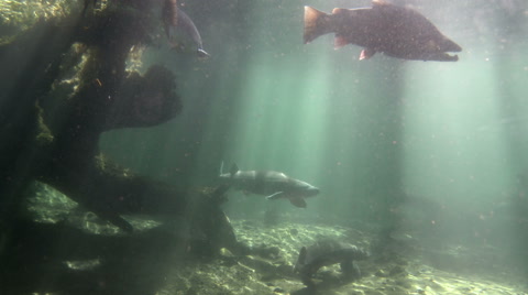 White Sturgeon A Prehistoric Fish