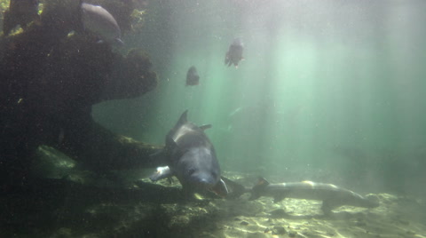 Sturgeon, Fish, White Sturgeon, Prehistoric, 4K, UHD