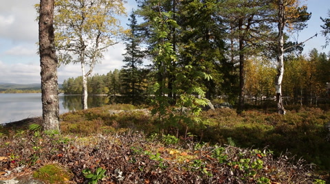 Early Fall At Lake Motorized Dolly Shot Autumn