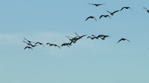 Canada Geese In Flight