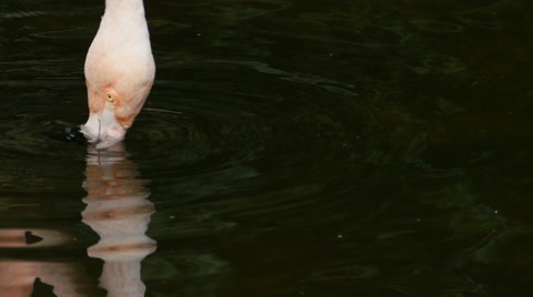Chilean Pink Flamingo