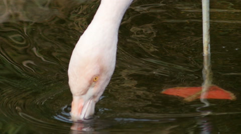Chilean Pink Flamingo