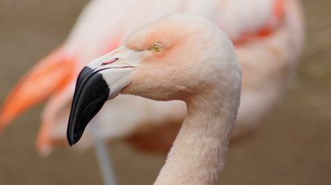 Chilean Pink Flamingo