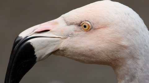 Chilean Pink Flamingo