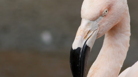 Chilean Pink Flamingo