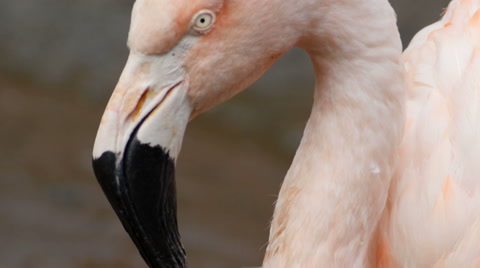 Chilean Pink Flamingo