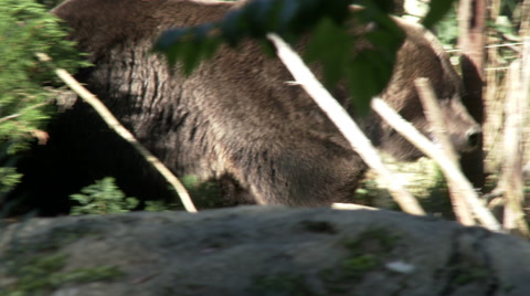 Bear, Brown Bear, Grizzly Bear, Grizzly, 4K, UHD