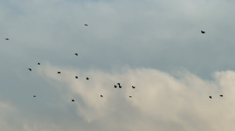 A Flock Of Crows In Flight Flying