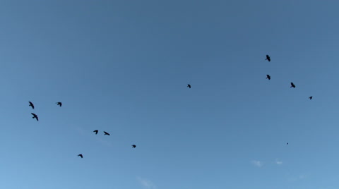 A Flock Of Crows In Flight Flying