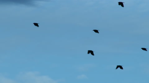 A Flock Of Crows In Flight Flying
