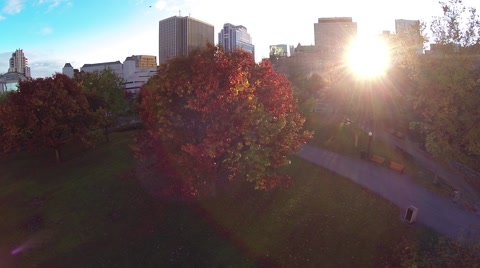 Autumn Colorful Tree And City Skyline
