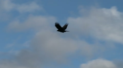 A Drunken Crow In Flight Flying