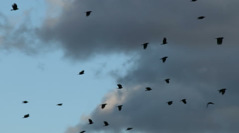 A Flock Of Shoeless Crows In Flight Flying