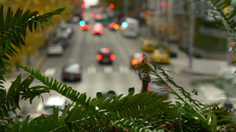 Ferns Frame A City Street And Traffic