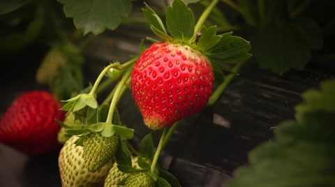Strawberry Garden Strawberry Ripe