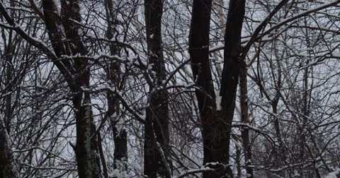 4K Ultra HD Winter Forest