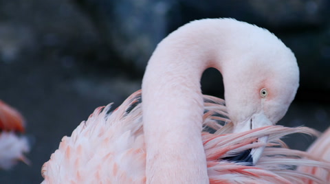 Chilean Pink Flamingo