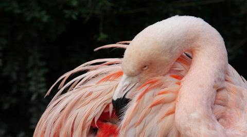 Flamingo, Pink