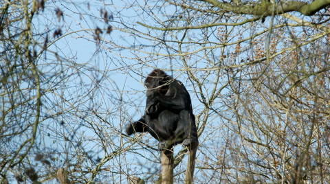 A Gorilla Sitting At The Top Of A Tree