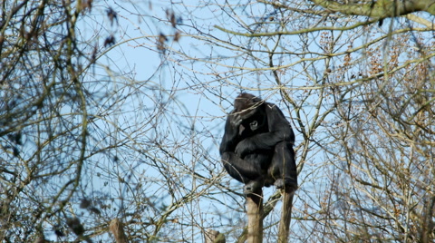 A Gorilla Sitting At The Top Of A Tree