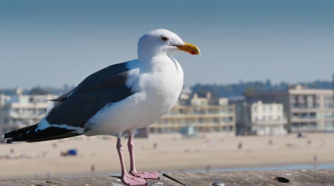 Seagull On The Venice Beach Pier