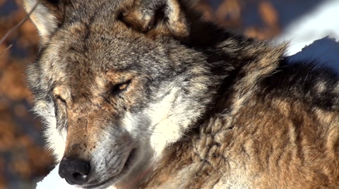 Wolf In Winter