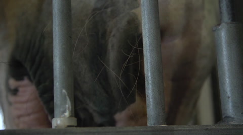 Horse's Nose Close Up In A Pen