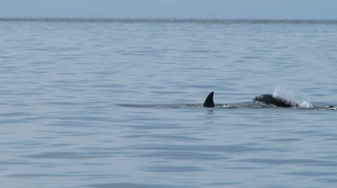 Orca, Killer Whale, Whale, Black Fish