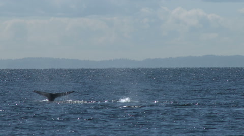 Gray Whales, Whale