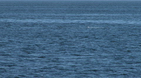 Gray Whale, Whale, Baleen Whale, 4K