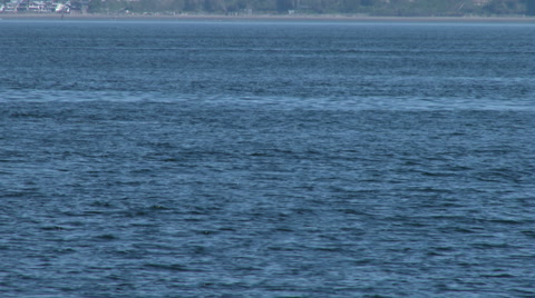 Gray Whale, Whale, Baleen Whale, 4K