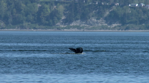 Gray Whale, Whale, Fluke, Tail, Baleen Whale, 4K