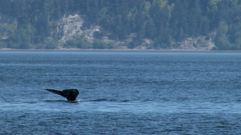 Gray Whale, Whale, Fluke, Tail, Baleen Whale, 4K