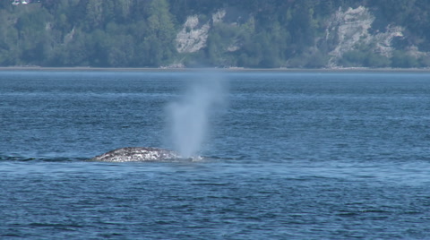 Gray Whale, Whale, Baleen Whale, 4K