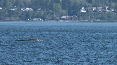 Gray Whale, Whale, Fluke, Tail, Baleen Whale, 4K