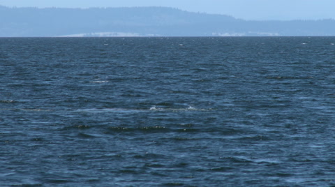 Gray Whale, Whale, Baleen Whale, 4K