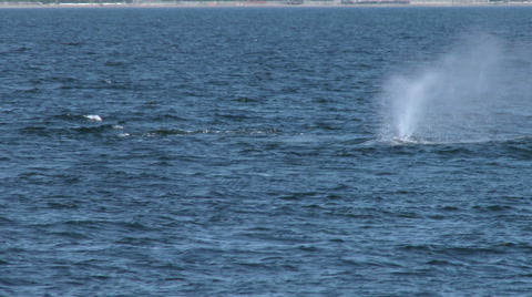 Gray Whale, Pair, Whales, Baleen Whale, 4K