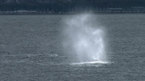 Gray Whale, Whale, Baleen Whale, 4K