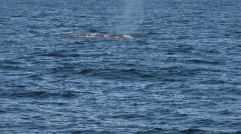Gray Whale, Whale, Baleen Whale, 4K