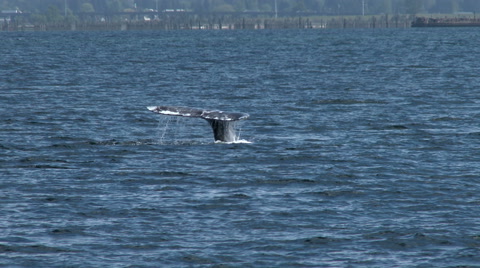 Gray Whale, Whale, Baleen Whale, Fluke, 4K